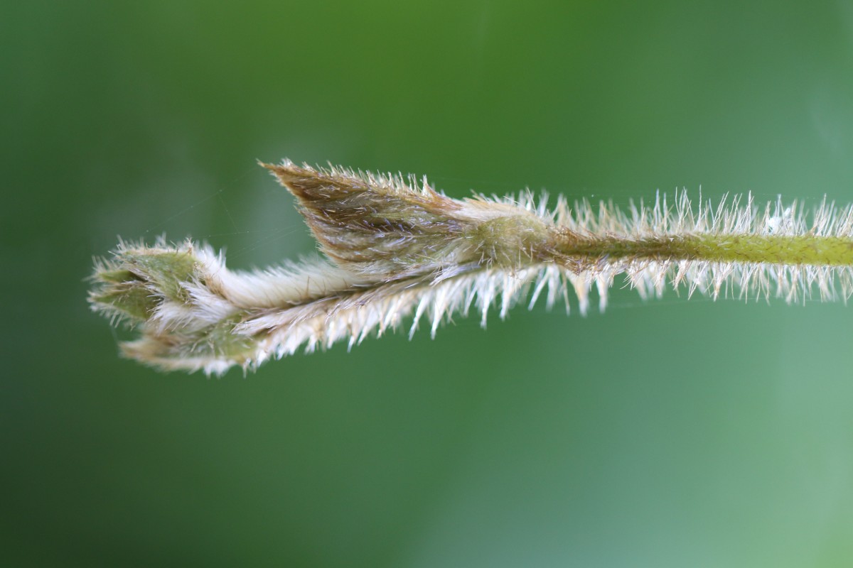 Calopogonium mucunoides Desv.